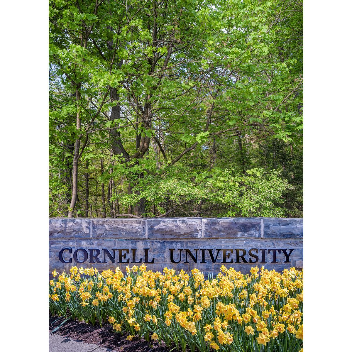 Cornell Photo Note Card Durgin Daff