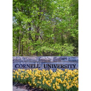 Cornell Photo Note Card Durgin Daffodils