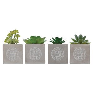 Cornell Seal Mini Faux Succulents